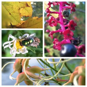 Plants in my neighborhood.