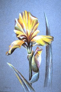 Color pencil drawing I did 25 years ago on site at the United States Botanic Garden.  We had WAY more than nine minutes to do this.