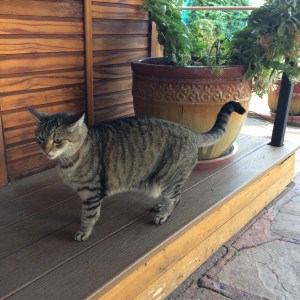 Our little cat friend seeing us off.